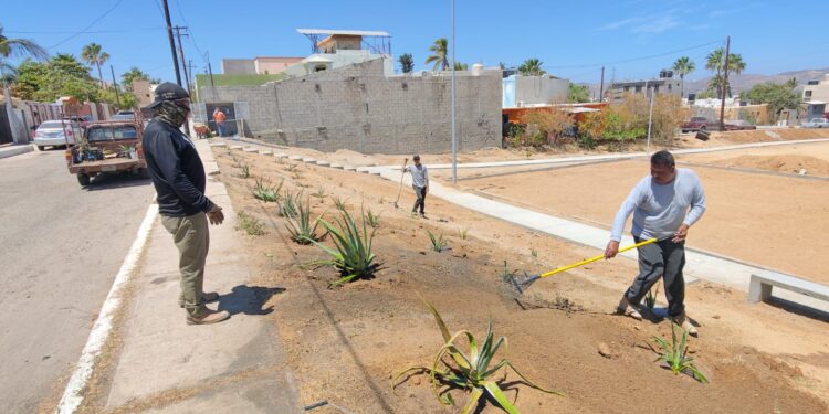 El programa de reforestación continúa de manera permanente