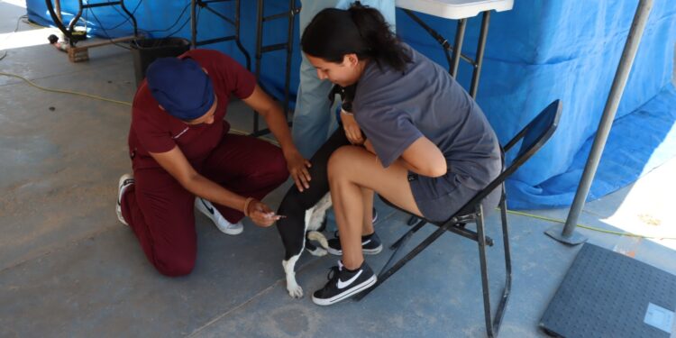 Llevarán la Jornada de Vacunación Antirrábica 2024 a diversos puntos del municipio