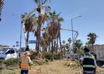 Labores de limpieza y poda de palmeras
