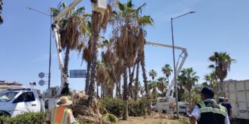 Labores de limpieza y poda de palmeras