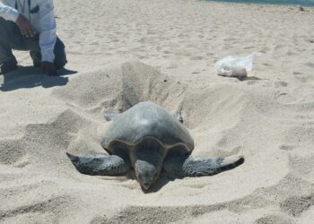 Día Mundial de las Tortugas