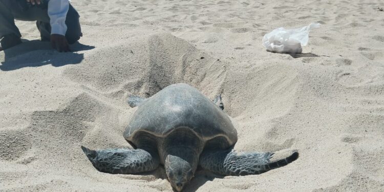 Día Mundial de las Tortugas