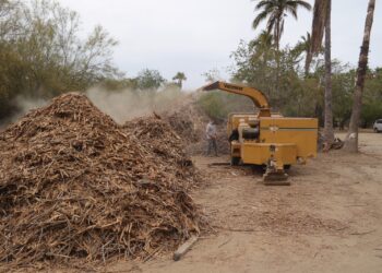 Gobierno de Los Cabos, dieron inicio a los trabajos de limpieza extensiva en la Reserva Ecológica Estatal Estero San José del Cabo (REEESJC)
