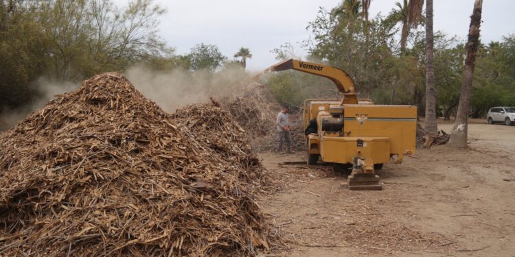 Gobierno de Los Cabos, dieron inicio a los trabajos de limpieza extensiva en la Reserva Ecológica Estatal Estero San José del Cabo (REEESJC)