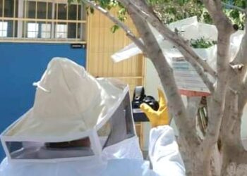 La Dirección General de Ecología y Medio Ambiente ha atendido 259 reportes y realizado 37 rescates de panales de abejas en toda la demarcación