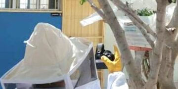 La Dirección General de Ecología y Medio Ambiente ha atendido 259 reportes y realizado 37 rescates de panales de abejas en toda la demarcación