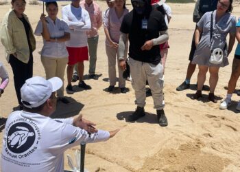 El Programa Municipal de Protección a la Tortuga Marina, intensifica las capacitaciones