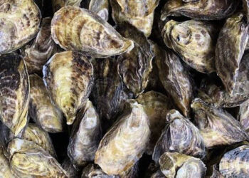 SUSPENDE TEMPORALMENTE COEPRIS LA EXTRACCIÓN DE MOLUSCOS BIVALVOS EN PUERTO ADOLFO LÓPEZ MATEOS