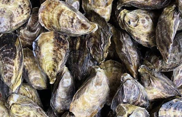 SUSPENDE TEMPORALMENTE COEPRIS LA EXTRACCIÓN DE MOLUSCOS BIVALVOS EN PUERTO ADOLFO LÓPEZ MATEOS