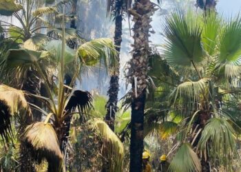 COORDINA PROTECCIÓN CIVIL ESTATAL JORNADA DE LIMPIEZA EN EL PALMAR DE TODOS SANTOS