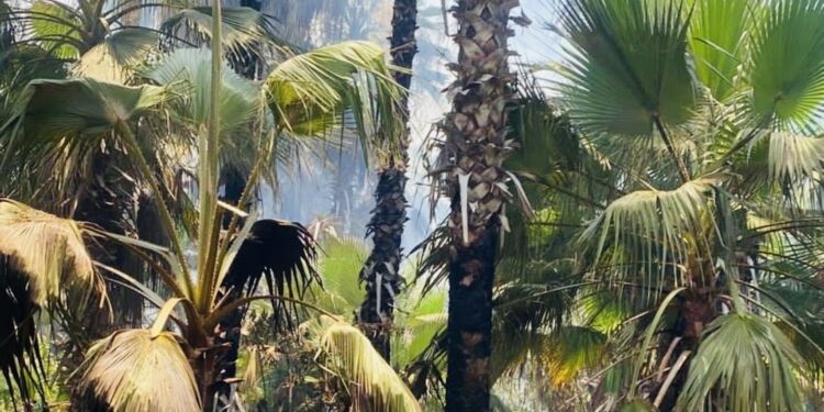 COORDINA PROTECCIÓN CIVIL ESTATAL JORNADA DE LIMPIEZA EN EL PALMAR DE TODOS SANTOS