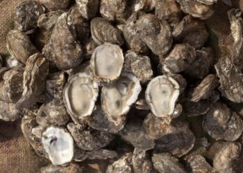 AUTORIZA COEPRIS RETOMAR EXTRACCIÓN DE MOLUSCOS BIVALVOS EN LOS ESTEROS EL CARDÓN Y COYOTE