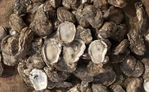 AUTORIZA COEPRIS RETOMAR EXTRACCIÓN DE MOLUSCOS BIVALVOS EN LOS ESTEROS EL CARDÓN Y COYOTE