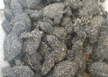 Este miércoles 26 de junio nacieron las primeras crías de tortuga marina de la especie Golfina (Lepidochelys olivacea) en el municipio de Los Cabos
