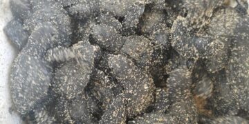 Este miércoles 26 de junio nacieron las primeras crías de tortuga marina de la especie Golfina (Lepidochelys olivacea) en el municipio de Los Cabos