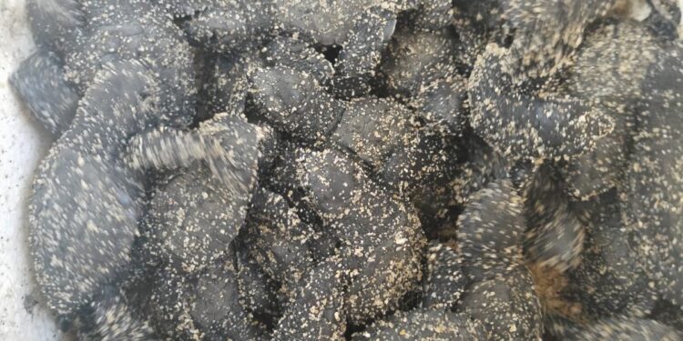 Este miércoles 26 de junio nacieron las primeras crías de tortuga marina de la especie Golfina (Lepidochelys olivacea) en el municipio de Los Cabos