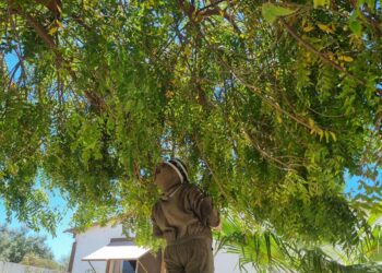 El personal de la Coordinación de Vida Silvestre en la delegación de La Ribera ha respondido a más de 10 reportes de enjambres de abejas en la comunidad en las últimas semanas