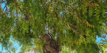 El personal de la Coordinación de Vida Silvestre en la delegación de La Ribera ha respondido a más de 10 reportes de enjambres de abejas en la comunidad en las últimas semanas