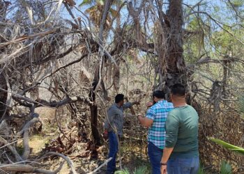 Se concretó llevar a cabo trabajos de reforestación para su recuperación