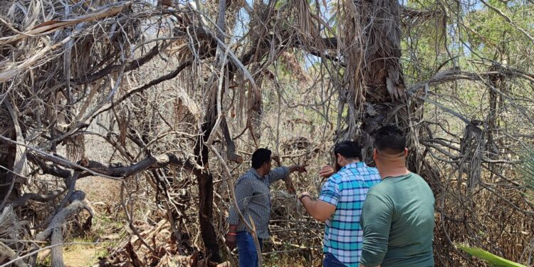 Se concretó llevar a cabo trabajos de reforestación para su recuperación