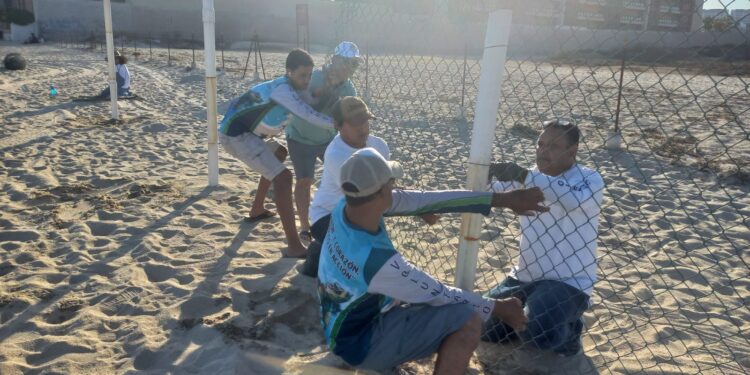 Se realizó la reubicación del corral de incubación de tortugas marinas instalado frente al conocido hotel El Presidente en San José del Cabo