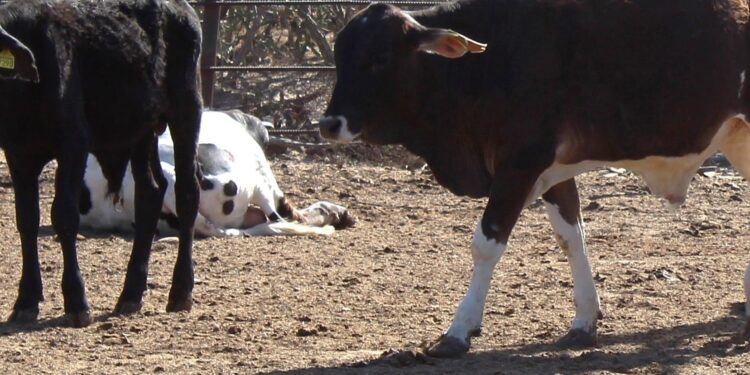 TRABAJA SEPADA EN CAMPAÑA DE GARRAPATA BOOPHILUS