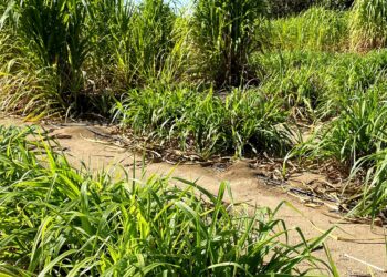 DISTRIBUYE SEPADA MÁS DE 6 MIL KILOS DE ZACATE CUBA 22 A PRODUCTORES DE BCS