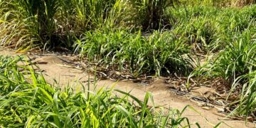 DISTRIBUYE SEPADA MÁS DE 6 MIL KILOS DE ZACATE CUBA 22 A PRODUCTORES DE BCS