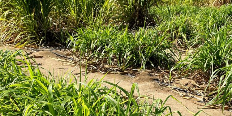 DISTRIBUYE SEPADA MÁS DE 6 MIL KILOS DE ZACATE CUBA 22 A PRODUCTORES DE BCS