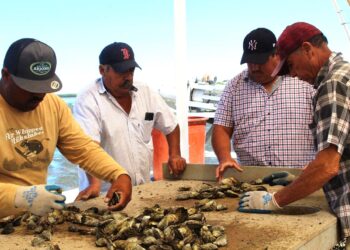 REANUDAN APROVECHAMIENTO DE MOLUSCOS BIVALVOS EN ESTEROS EL CARDÓN Y COYOTE: COEPRIS