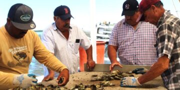 REANUDAN APROVECHAMIENTO DE MOLUSCOS BIVALVOS EN ESTEROS EL CARDÓN Y COYOTE: COEPRIS