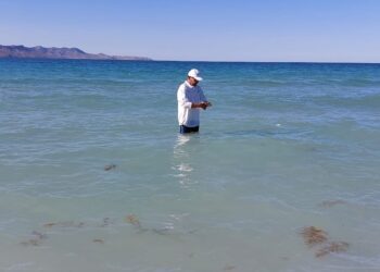ANÁLISIS DE LABORATORIO CONFIRMAN QUE PLAYAS DE LA PAZ ESTÁN EN CONDICIONES SANITARIAS ÓPTIMAS