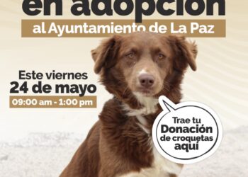 Invita Ayuntamiento a la segunda Feria de Adopciones caninas