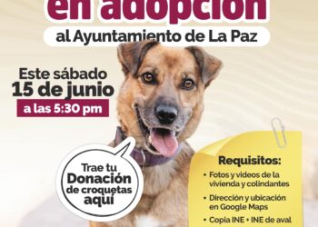 Invita Ayuntamiento a la segunda Feria de Adopciones caninas