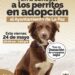 Invita Ayuntamiento a la segunda Feria de Adopciones caninas
