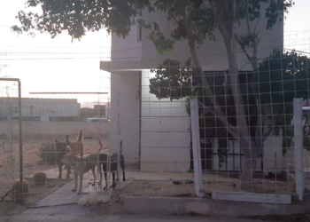 En los últimos días, la Coordinación Municipal Protección Animal de Los Cabos ha recibido múltiples reportes de enjambres de abejas en áreas residenciales y públicas, así como casos de maltrato animal en la delegación de Cabo San Lucas
