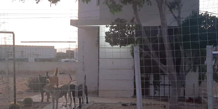 En los últimos días, la Coordinación Municipal Protección Animal de Los Cabos ha recibido múltiples reportes de enjambres de abejas en áreas residenciales y públicas, así como casos de maltrato animal en la delegación de Cabo San Lucas