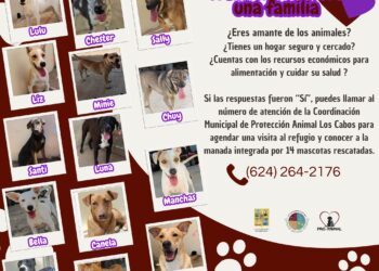 Continúa de forma permanente la campaña de adopción responsable