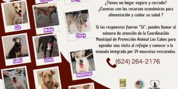 Continúa de forma permanente la campaña de adopción responsable