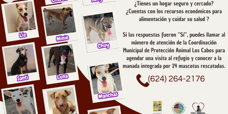 Continúa de forma permanente la campaña de adopción responsable