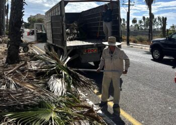 La Dirección de Aseo y Limpia, continúa trabajando activamente en la limpieza y poda de palmeras de la zona hotelera del municipio.