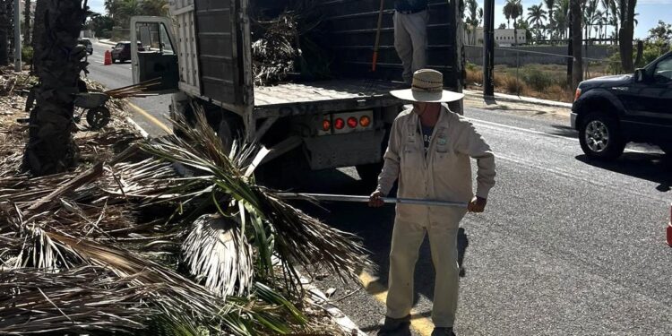 La Dirección de Aseo y Limpia, continúa trabajando activamente en la limpieza y poda de palmeras de la zona hotelera del municipio.