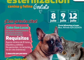 Este viernes se llevará a cabo una campaña de esterilización en la colonia Las Palmas, en Cabo San Lucas