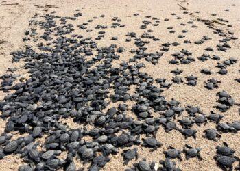 Los Cabos del estado de Baja California Sur, lanza convocatoria para formar parte como “Vocal” de la comunidad extranjera.