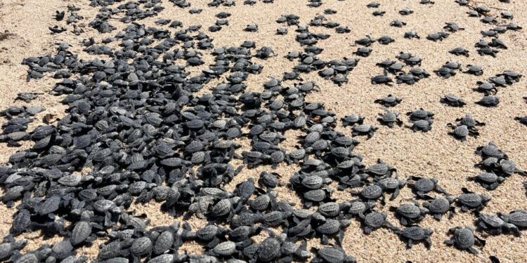 Los Cabos del estado de Baja California Sur, lanza convocatoria para formar parte como “Vocal” de la comunidad extranjera.