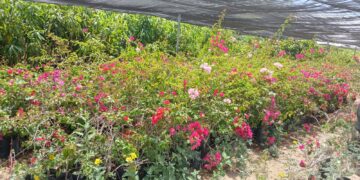 Continuando con las acciones alusivas al Día Mundial del Árbol y con la finalidad de elevar la imagen del bulevar principal de la delegación de Santiago