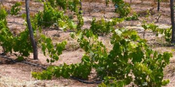 BCS DESTACA EN PRODUCCIÓN DE CULTIVOS DE CALIDAD