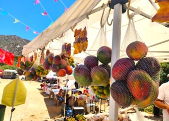 PRODUCEN EN BCS MÁS DE 10 MIL TONELADAS DE MANGO