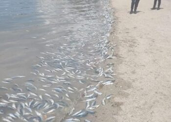 REALIZARÁ COEPRIS MUESTREOS PREVENTIVOS ANTE MORTANDAD DE PECES