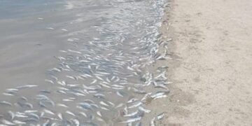 REALIZARÁ COEPRIS MUESTREOS PREVENTIVOS ANTE MORTANDAD DE PECES